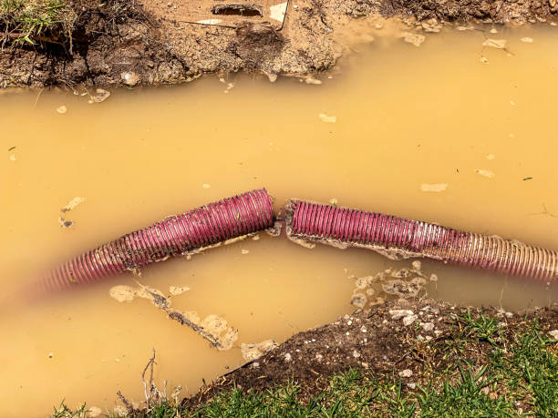 Best Basement water damage restoration  in Bamberg, SC